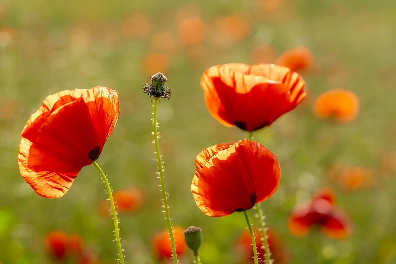 Vibrant Poppy Field: A Dazzling Red Floral Display