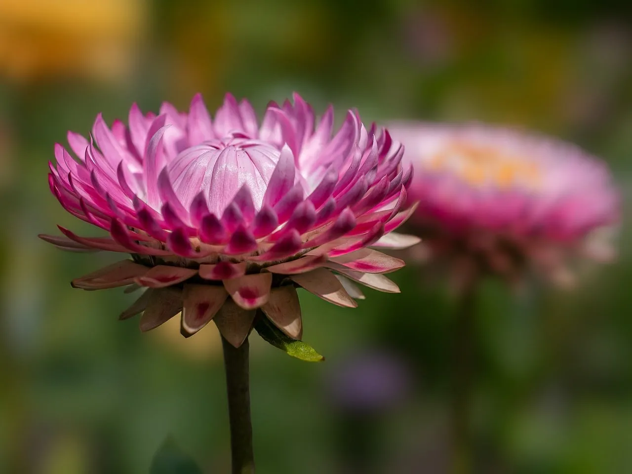 Vibrant Pink Strawflower: Macro Garden Beauty