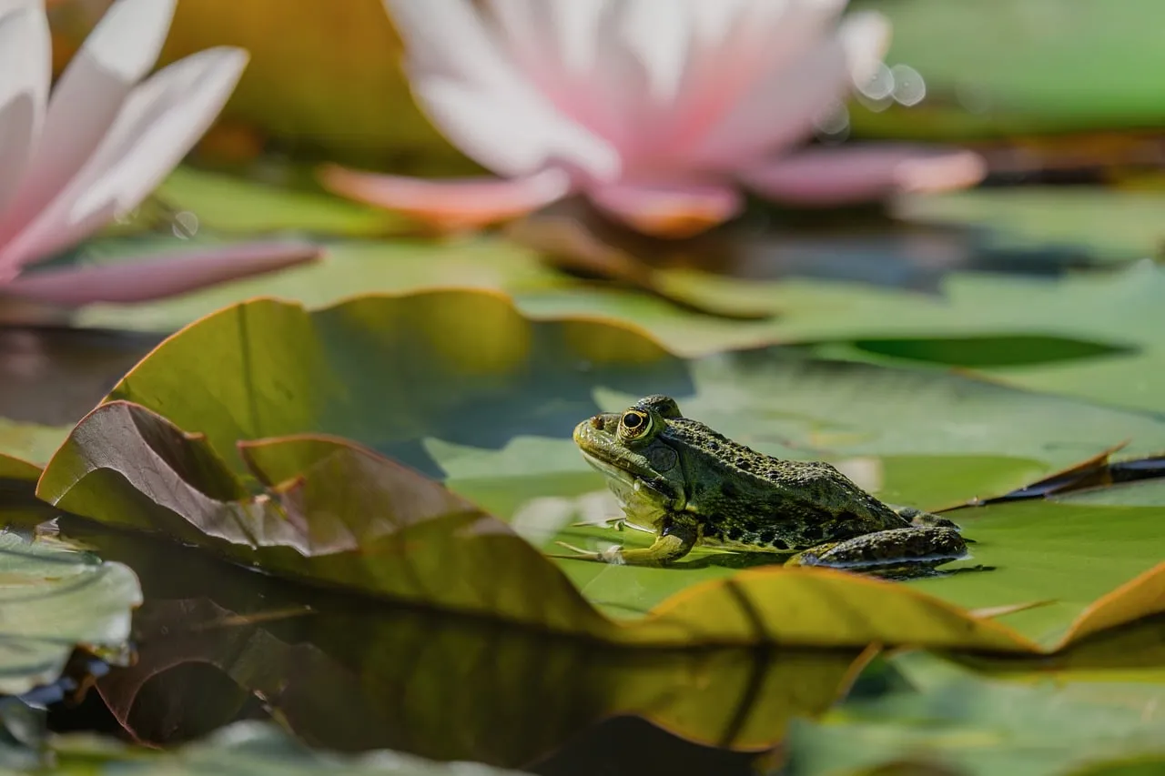 Vibrant Green Frog Resting on Water Lily Pad in Sunlit Pond