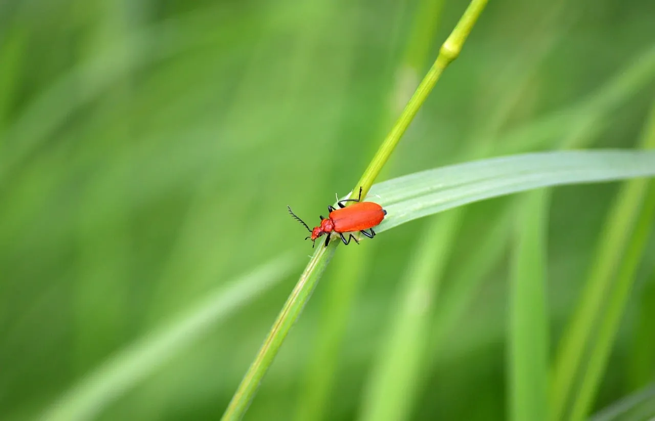 Vibrant Red Beetle on Green Leaf Macro