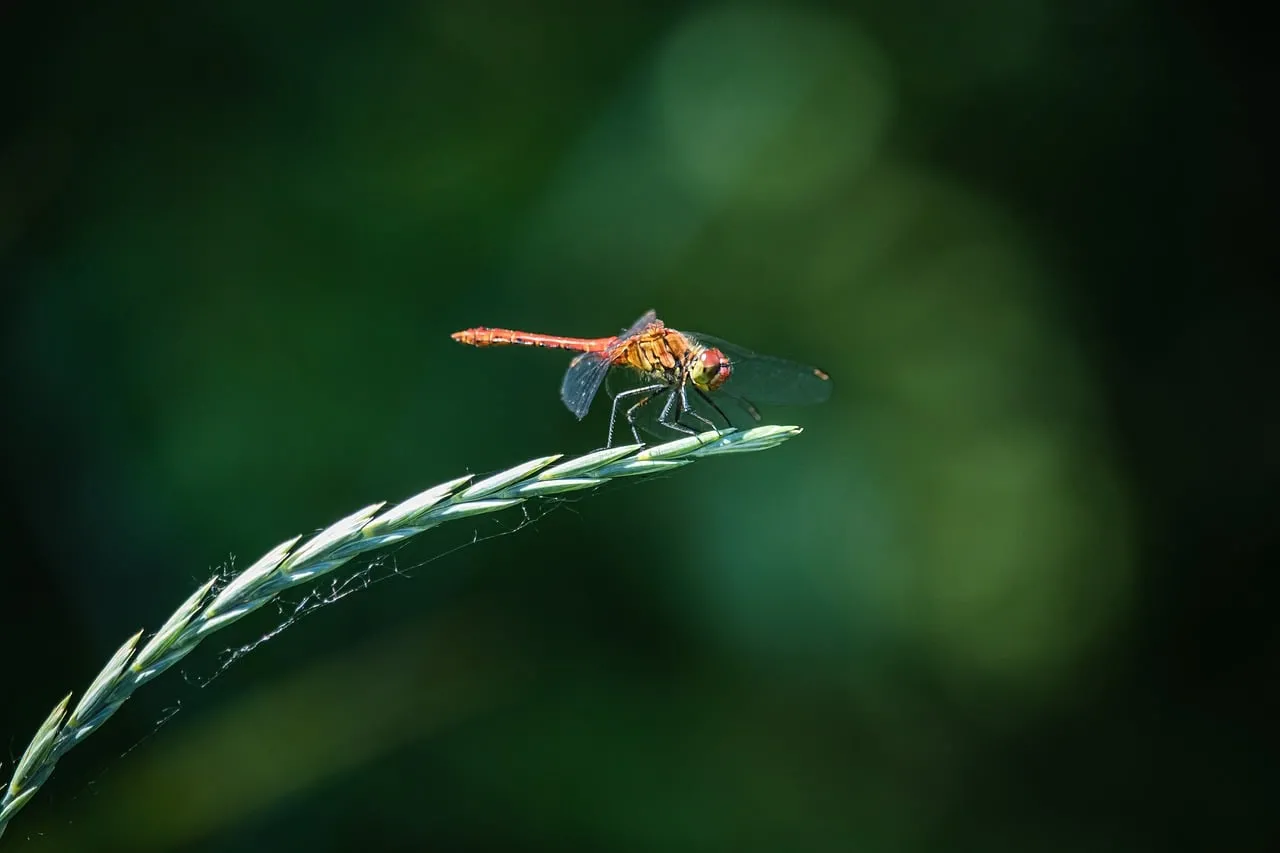 Stunning Macro Dragonfly on Green Grass Blade