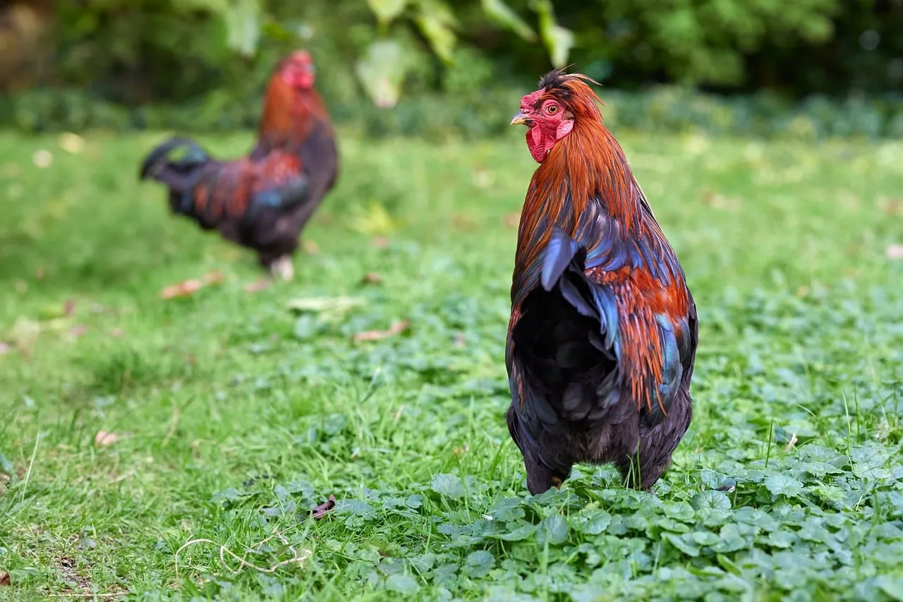 Vibrant Roosters: Nature's Colorful Farm Charms