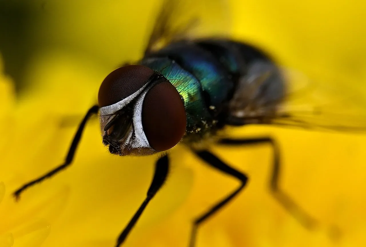 Stunning Macro: Fly's Intricate Eyes on a Yellow Petal