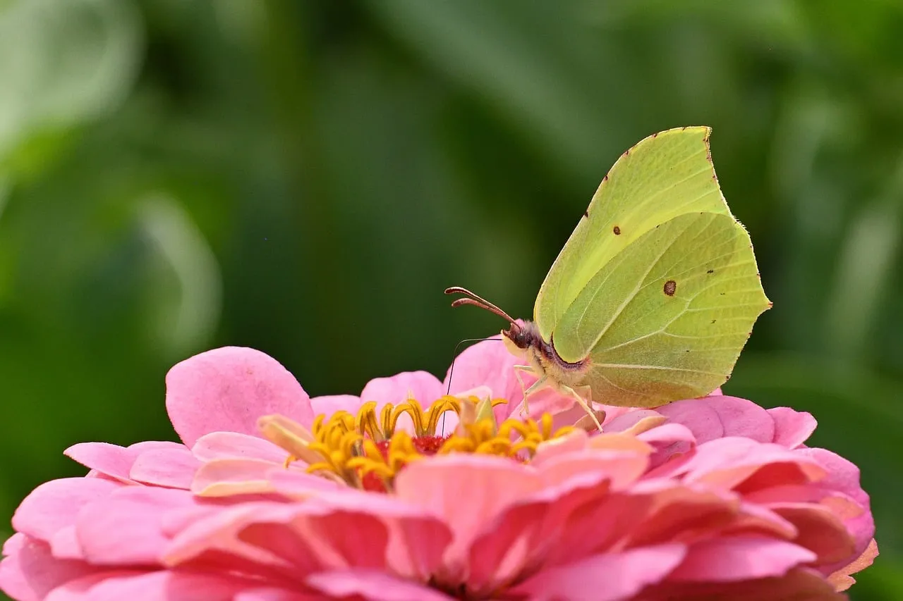 Vibrant Zinnia Bloom with Delicate Yellow Butterfly