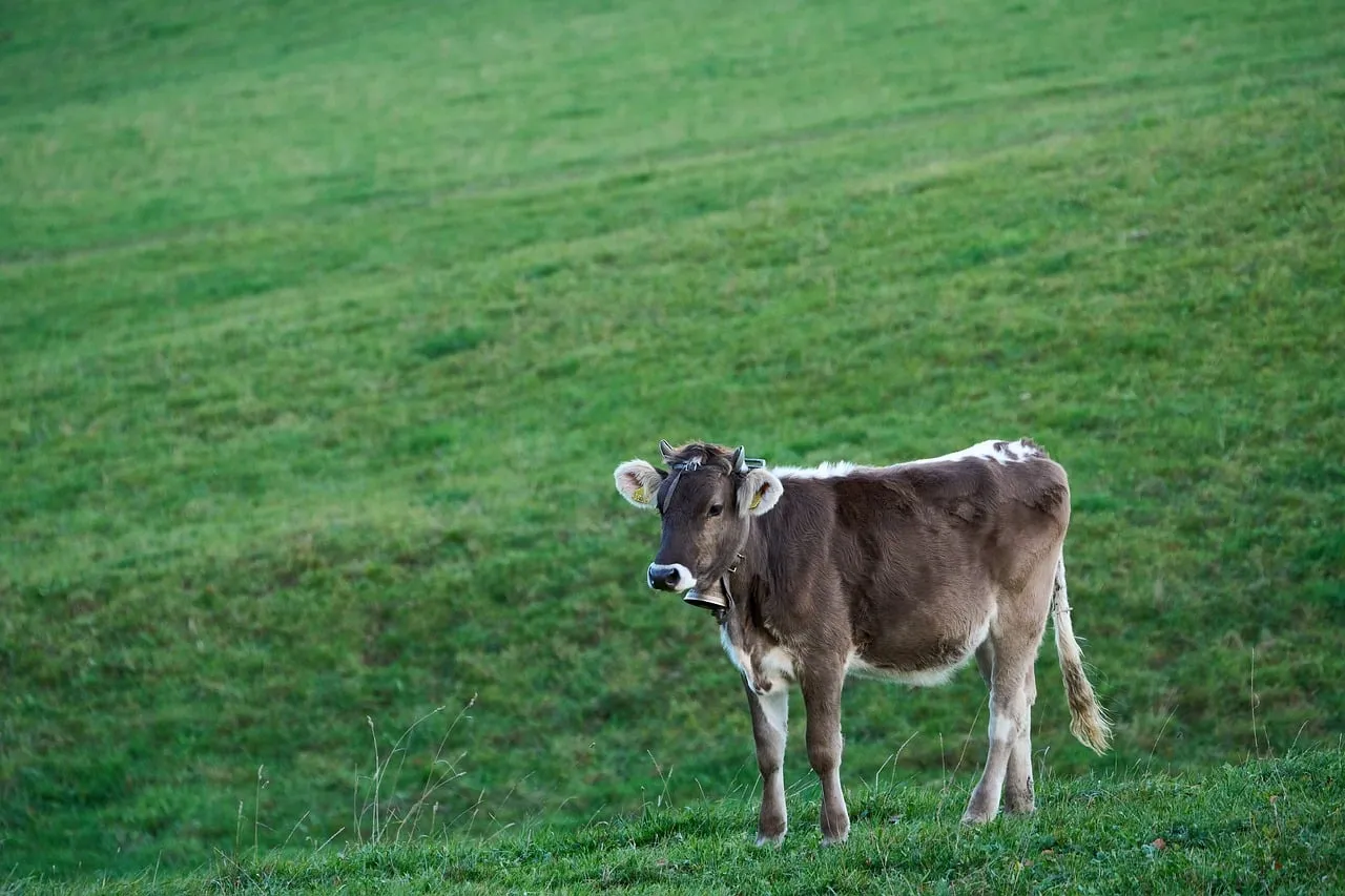 Serene Sunset Grazing: Cow in Lush Green Pasture