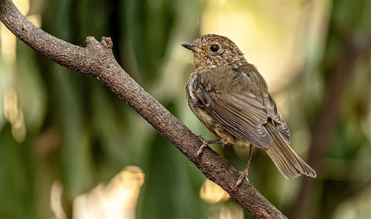 Enchanting Juvenile Robin: Nature's Gentle Whisper