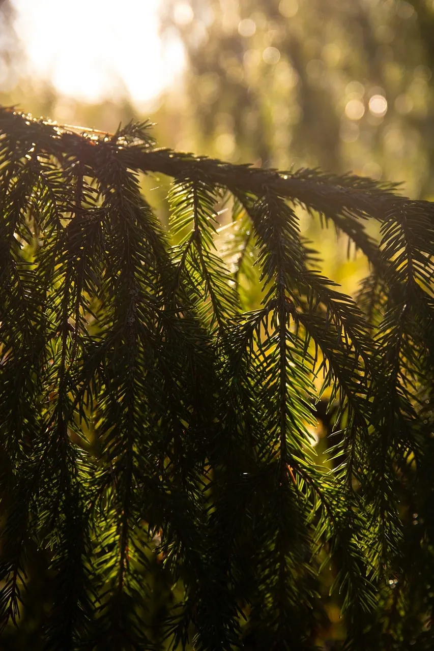 Sun-Kissed Conifer: Tranquil Forest Light