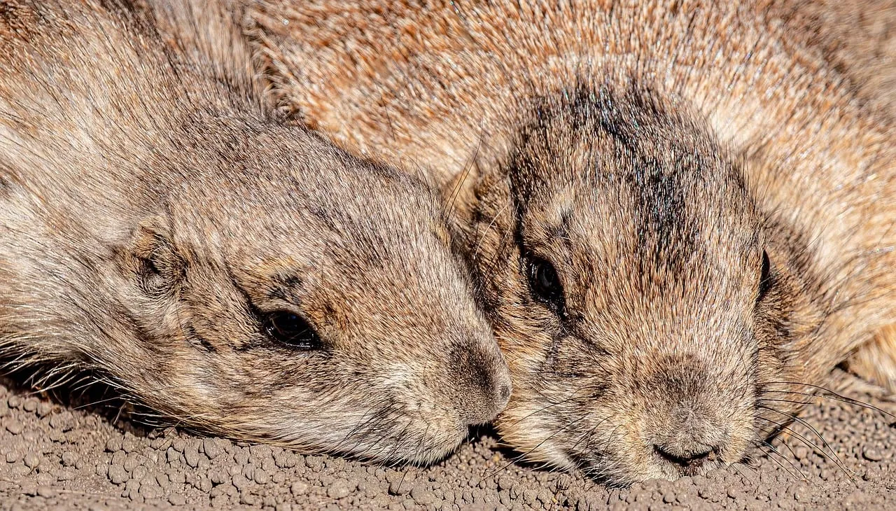 Heartwarming Prairie Dog Duo Cuddling in Nature