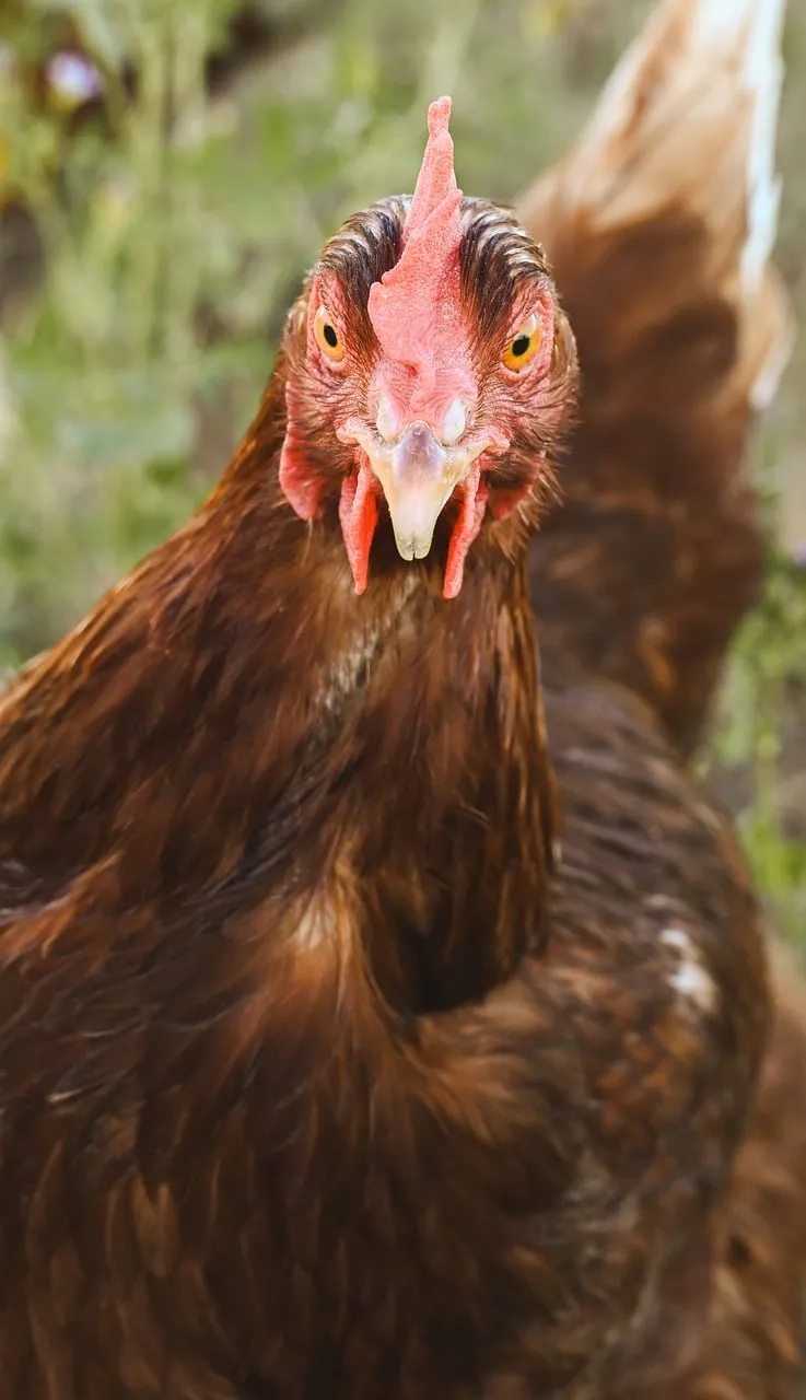 Intense Gaze: Closeup of a Free-Range Chicken's Alert Face