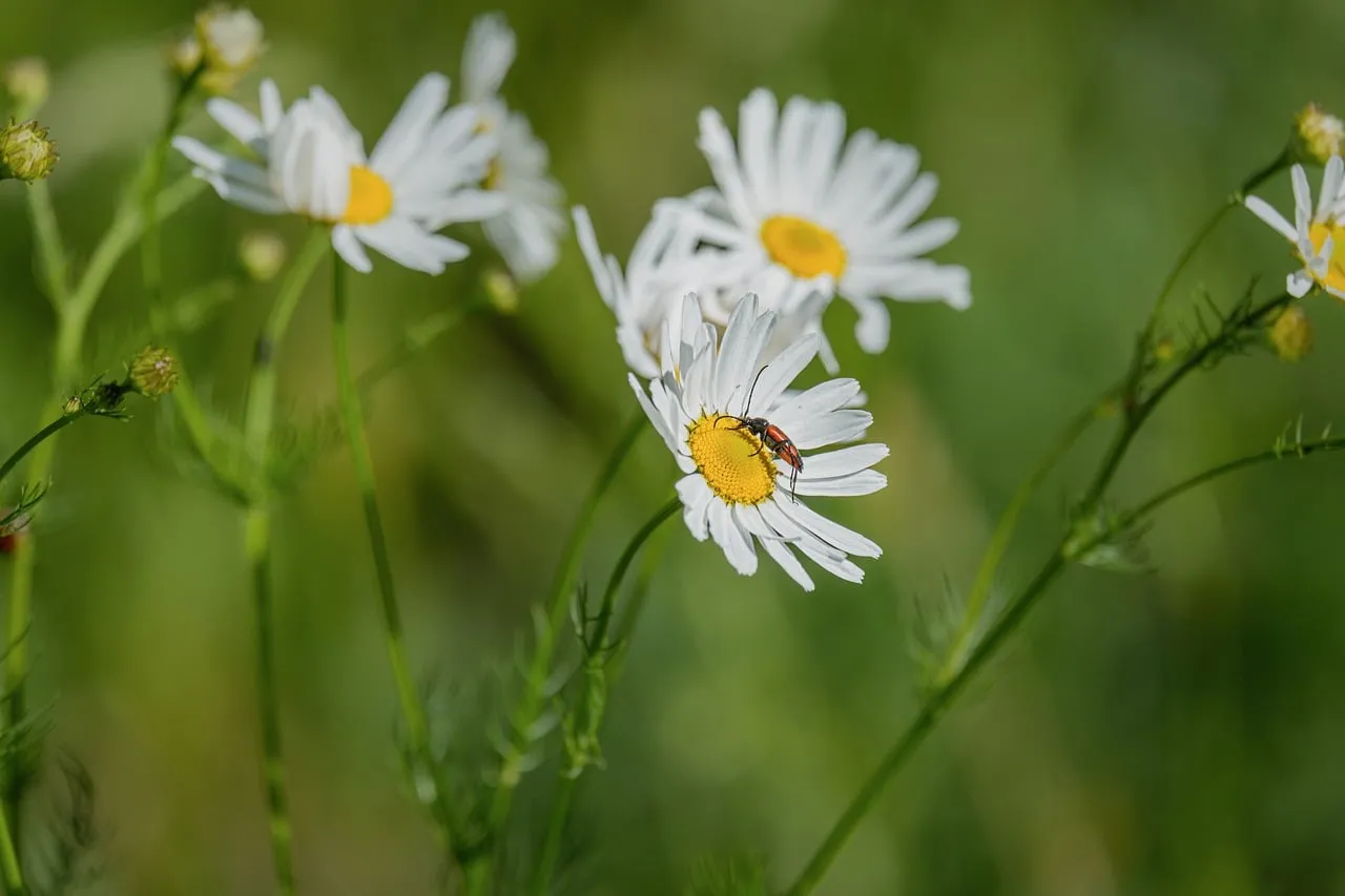 Vibrant Daisy Bloom with Beetle in Nature's Embrace