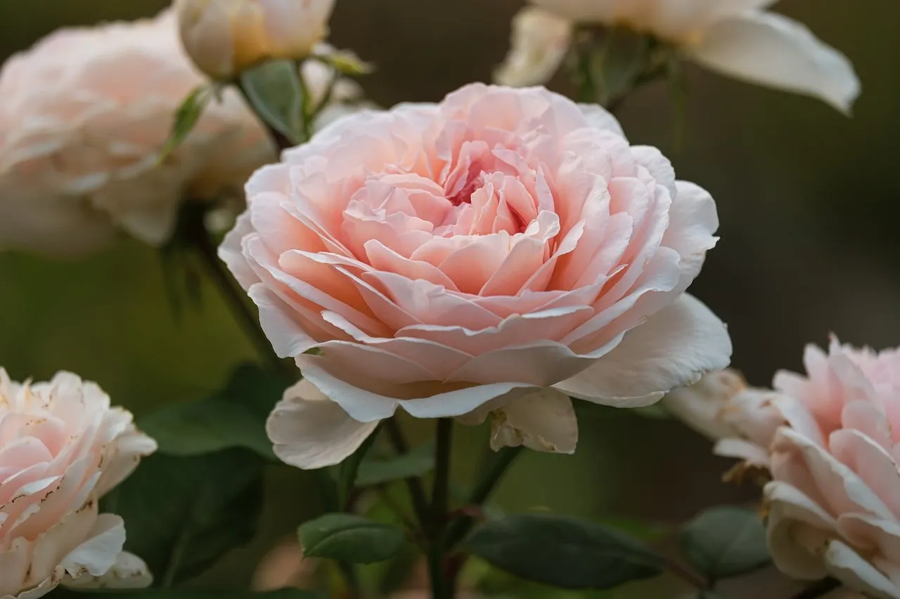 Exquisite Pink Rose: A Vision of Delicate Beauty
