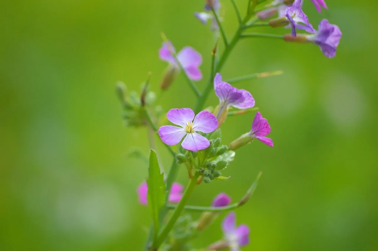 Vibrant Purple Wildflowers Bloom Against a Green Backdrop