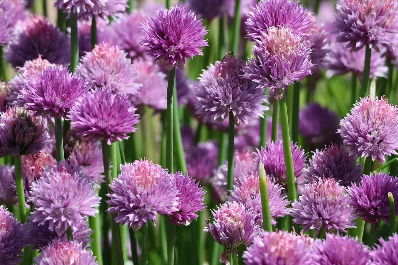 Vibrant Purple Chive Blooms: A Garden's Spring Delight
