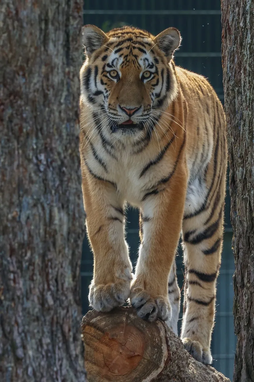 Majestic Apex Predator: Fierce Tiger Commands the Jungle
