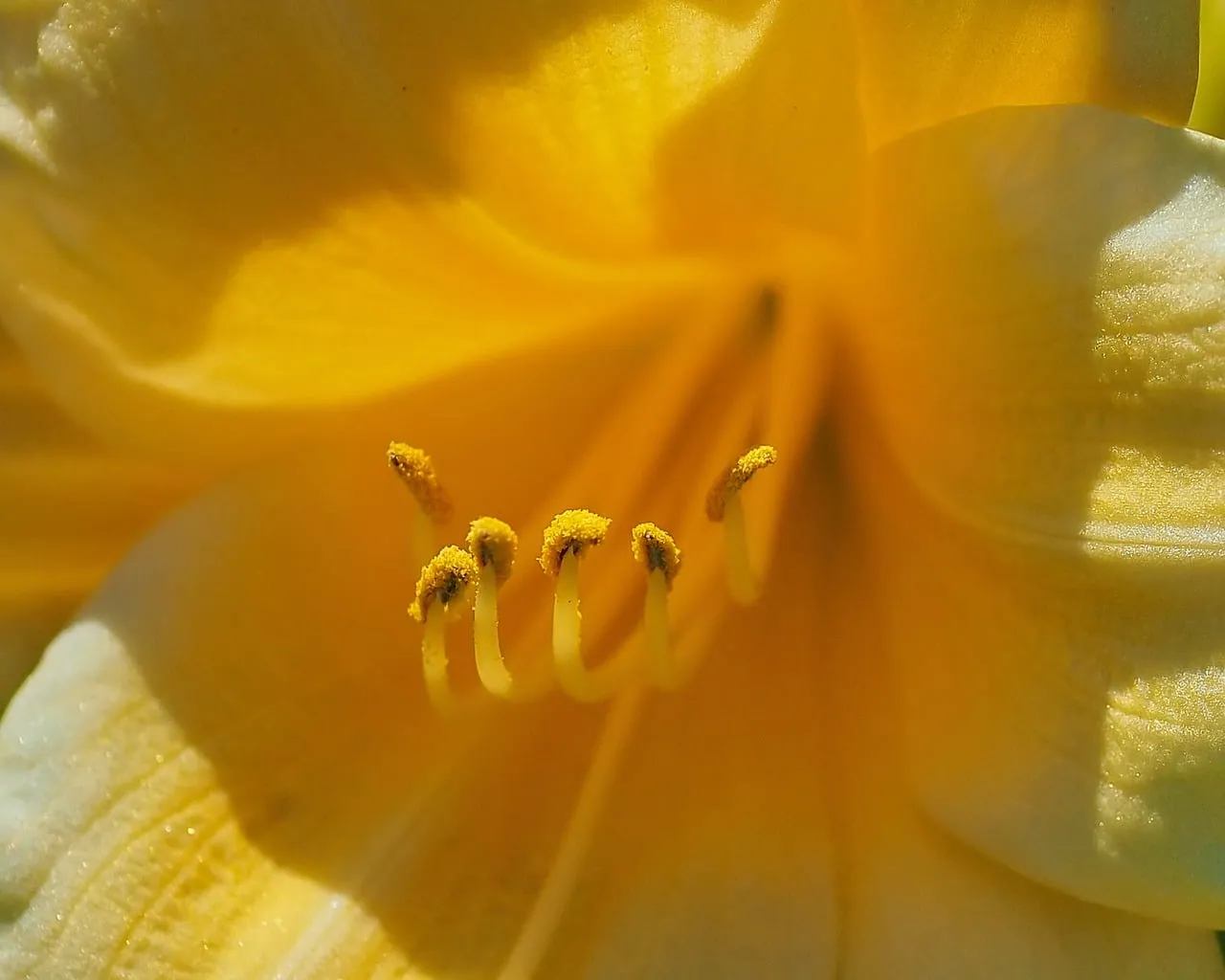 Vibrant Yellow Lily: Captivating Macro Detail of Nature's Beauty