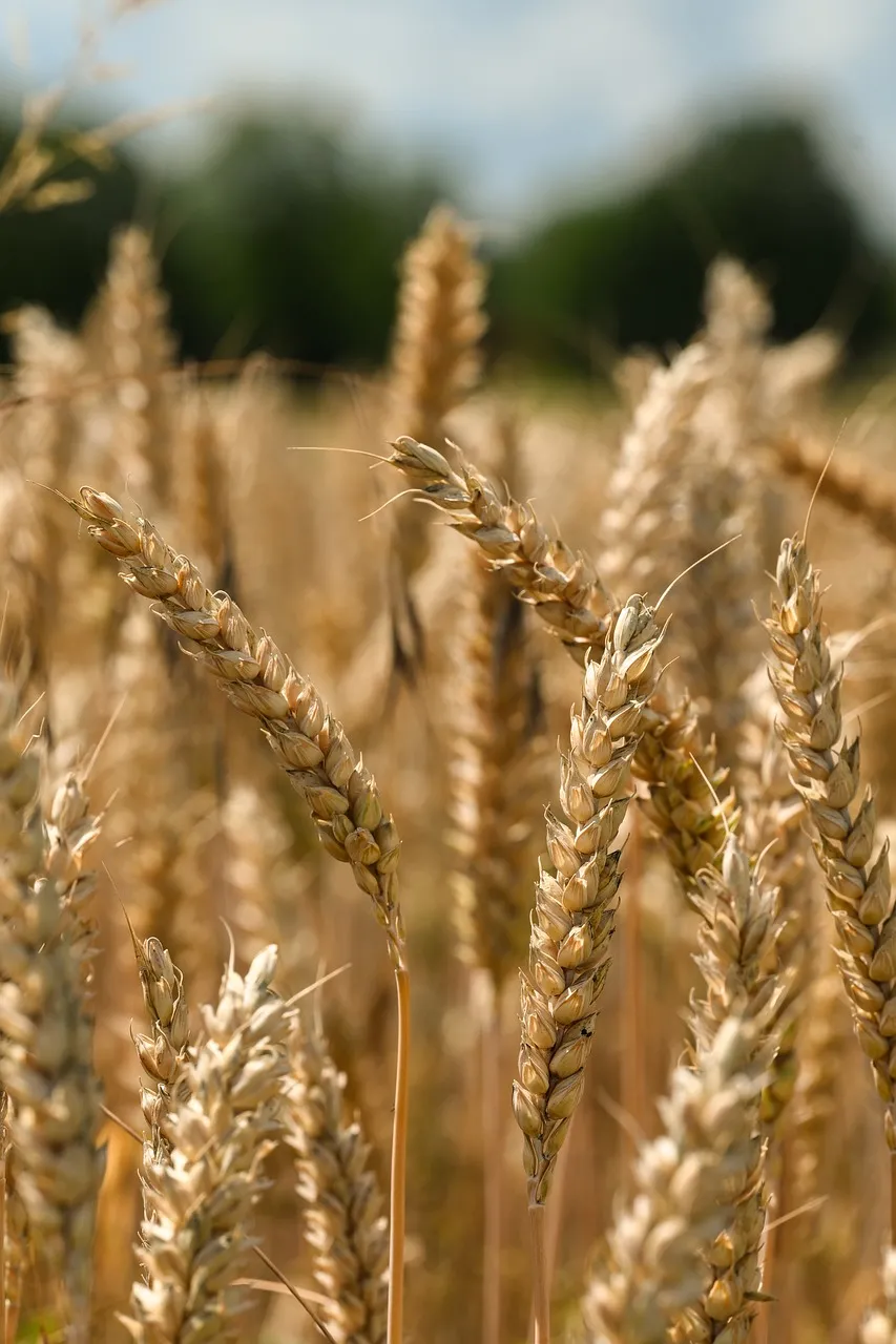 Golden Harvest: Close-up of Ripe Wheat Grains in Summer Field