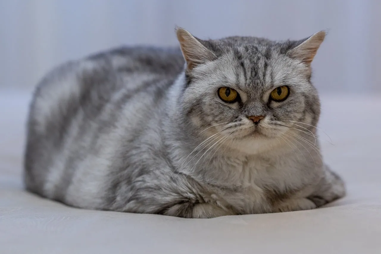 Majestic Scottish Straight: Regal Grey Cat with Piercing Yellow Eyes