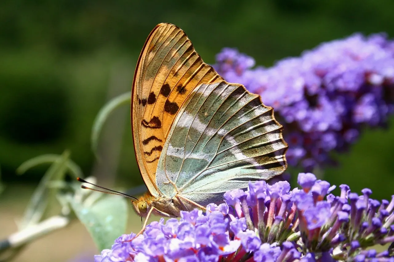 Vibrant Fritillary Butterfly Nectaring on Purple Buddleja