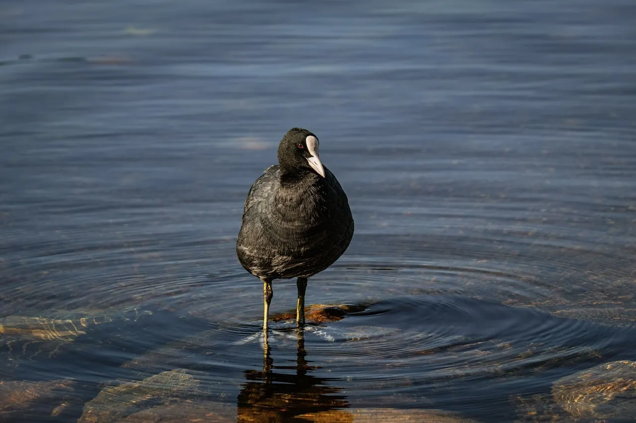 Striking Solitude: Eurasian Coot in Reflective Lake Waters