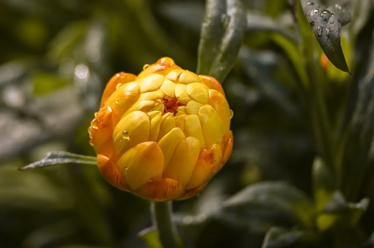 Vibrant Marigold Bud: Nature's Golden Embrace with Dewdrops