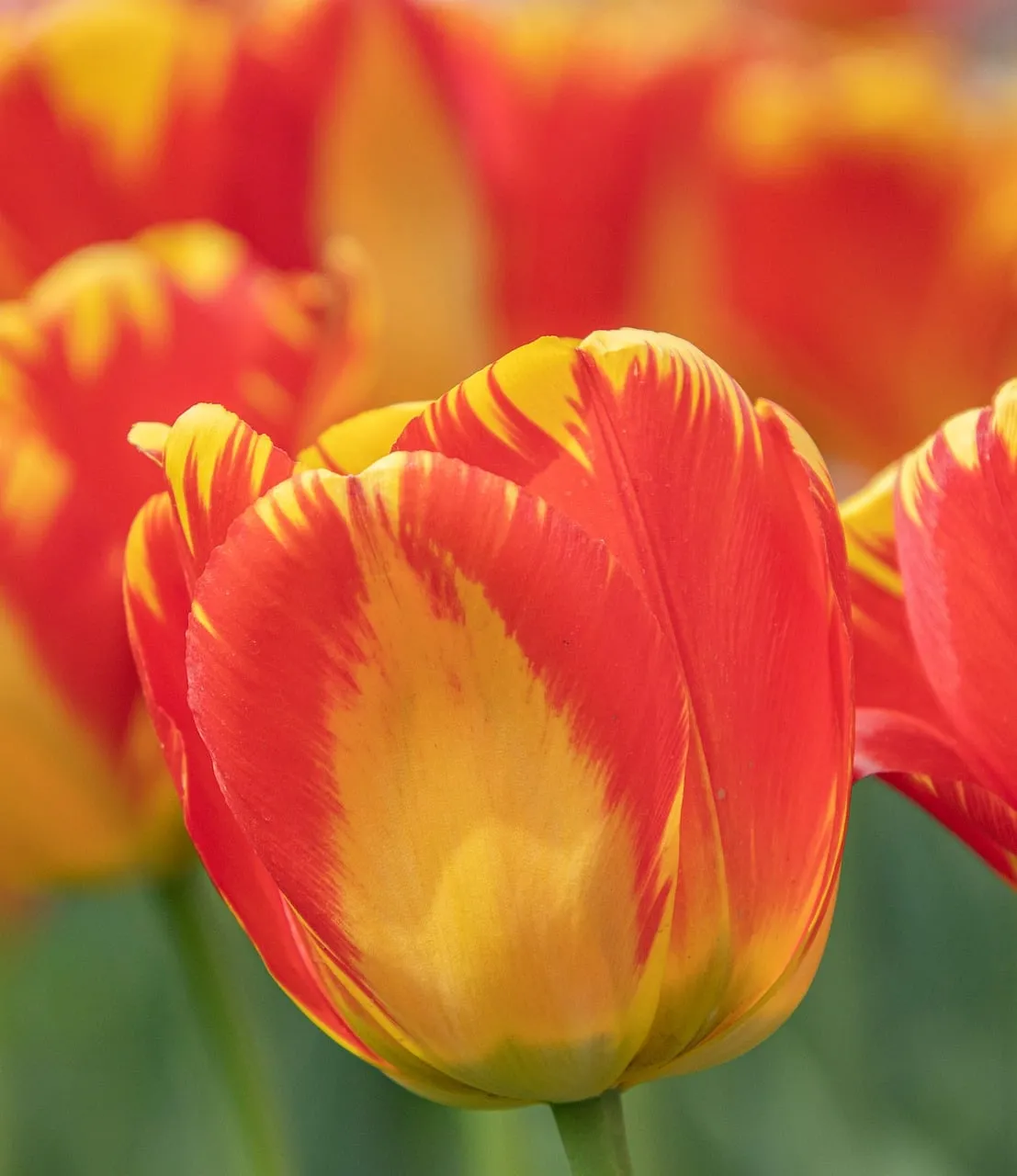 Vibrant Red and Yellow Tulip Blooming in Spring Garden