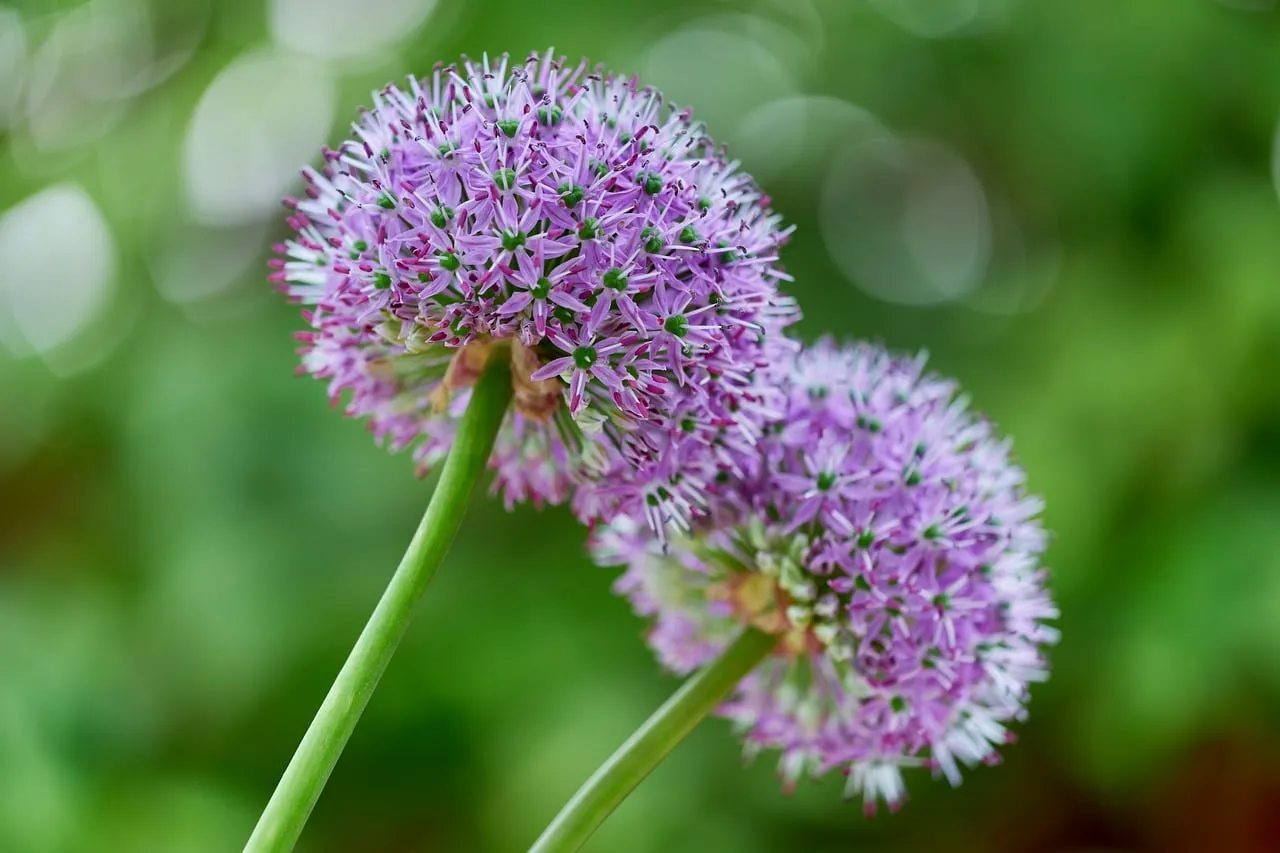 Vibrant Purple Alliums: A Summer Garden's Delicate Beauty
