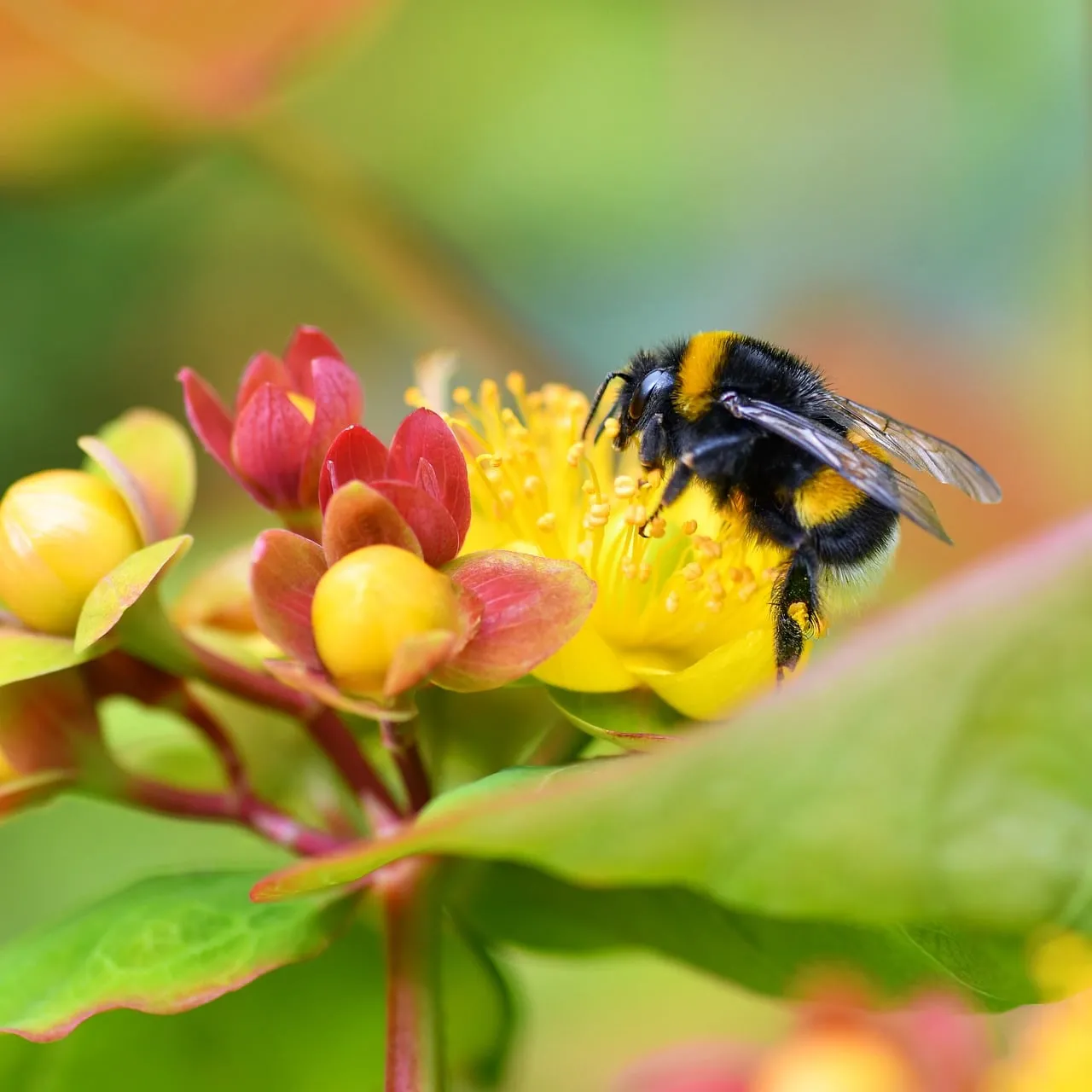 Vibrant Macro: Bumblebee Pollinating Hypericum