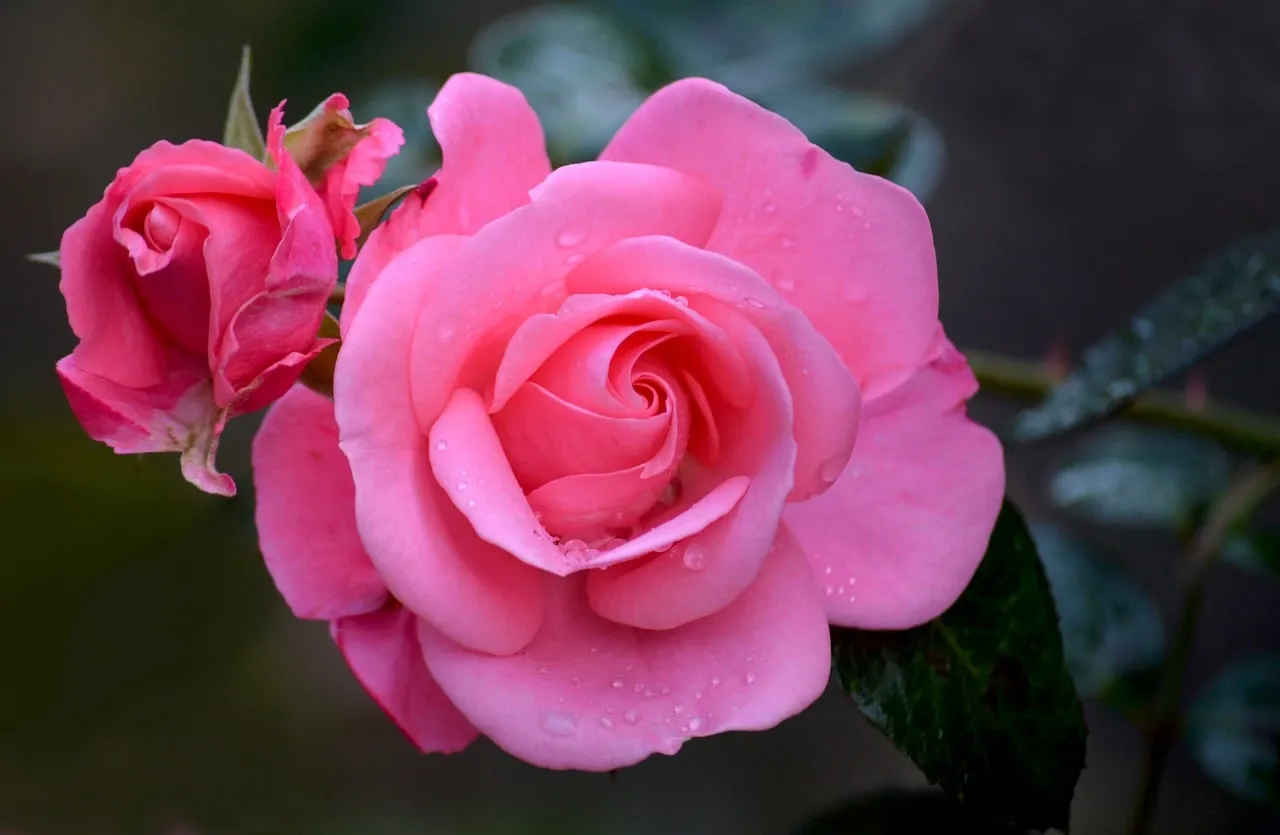 Stunning Pink Rose with Dew Droplets in Nature
