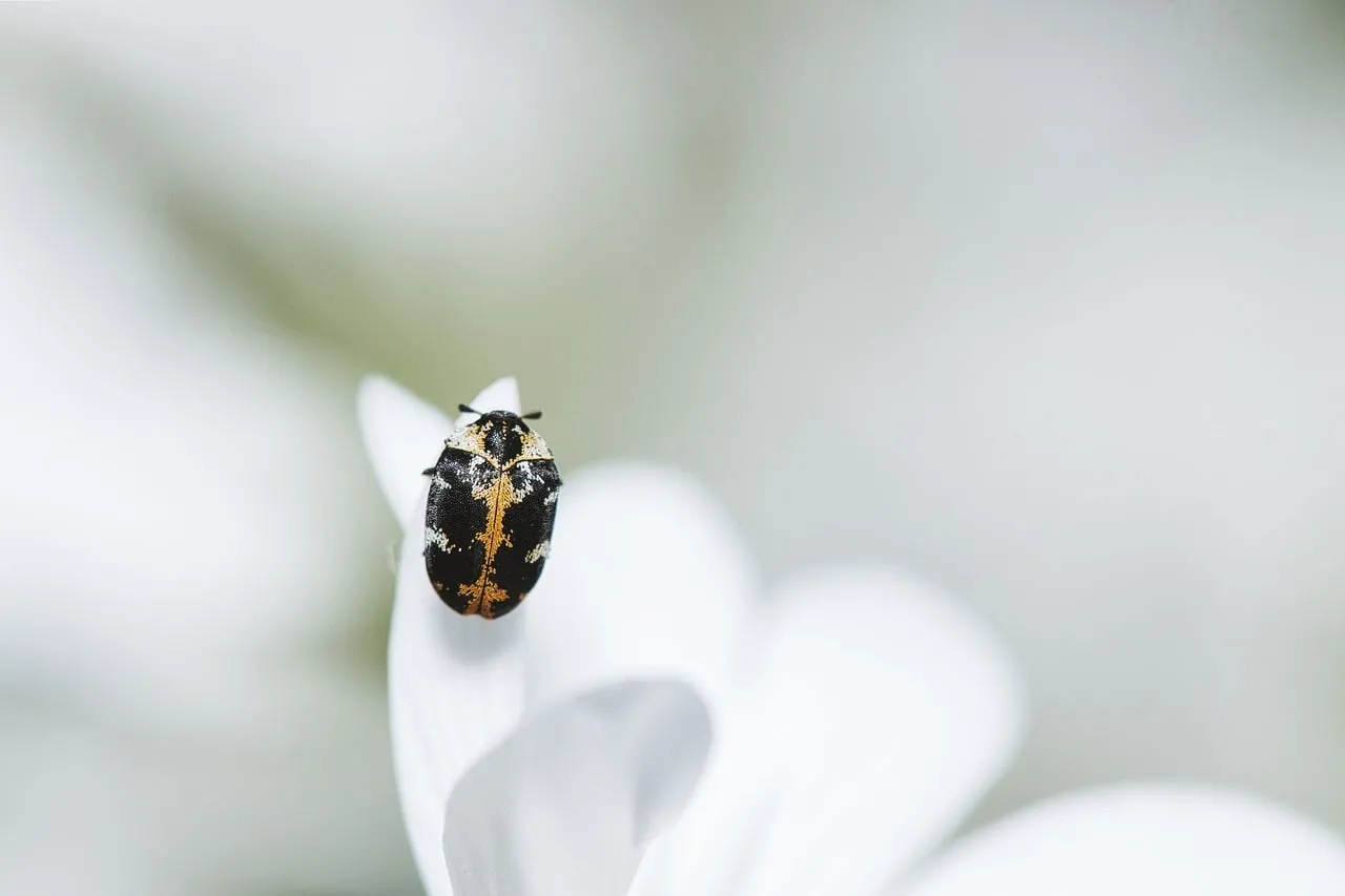Enchanting Close-up: Delicate Beetle on Pure White Petals