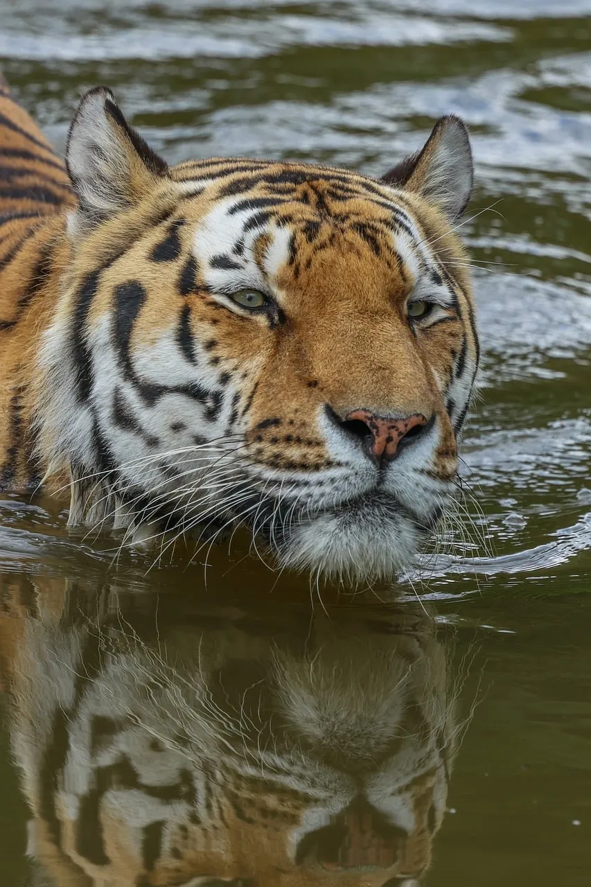 Majestic Tiger's Gaze: Predator Bathes in Murky Wilderness
