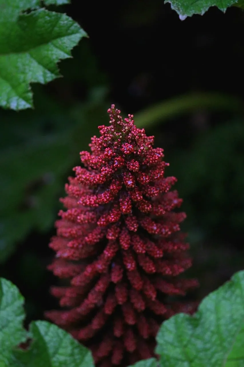 Vibrant Red Botanical Spike: Macro Garden Beauty