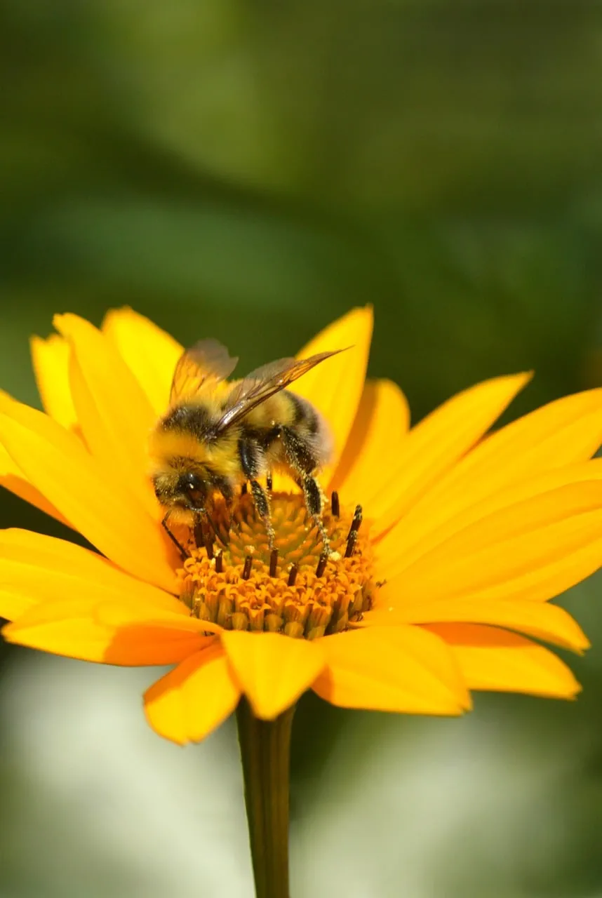 Vibrant Yellow Heliopsis: Bumblebee Pollination Macro