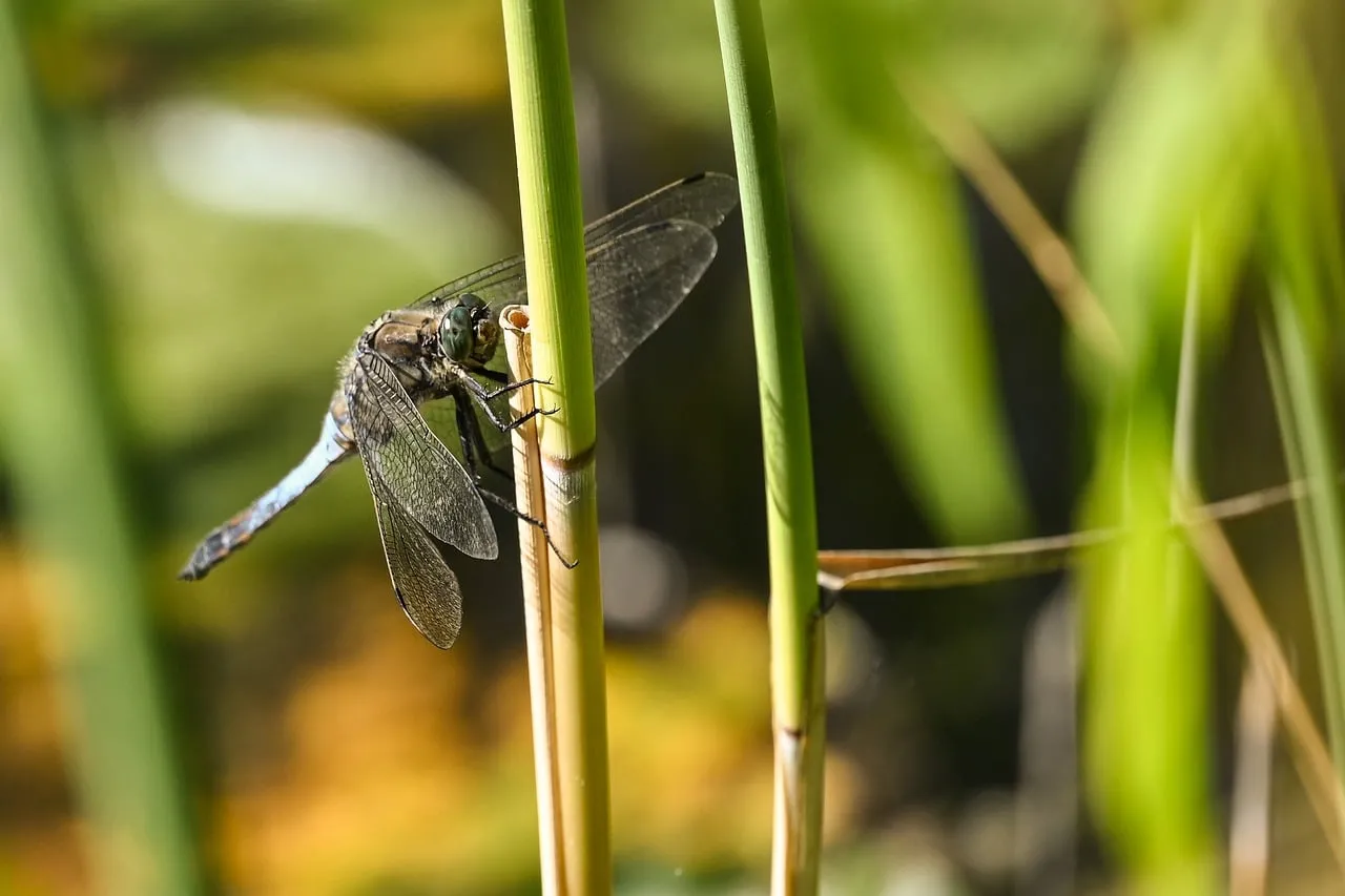 Stunning Dragonfly Macro: Nature's Intricate Beauty