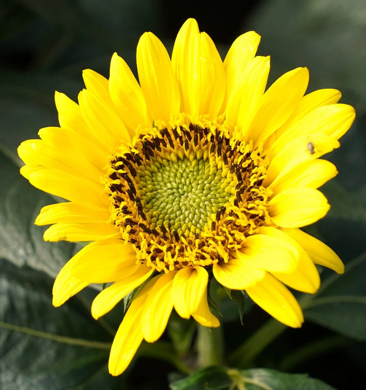 Radiant Golden Sunflower: Nature's Summer Embrace
