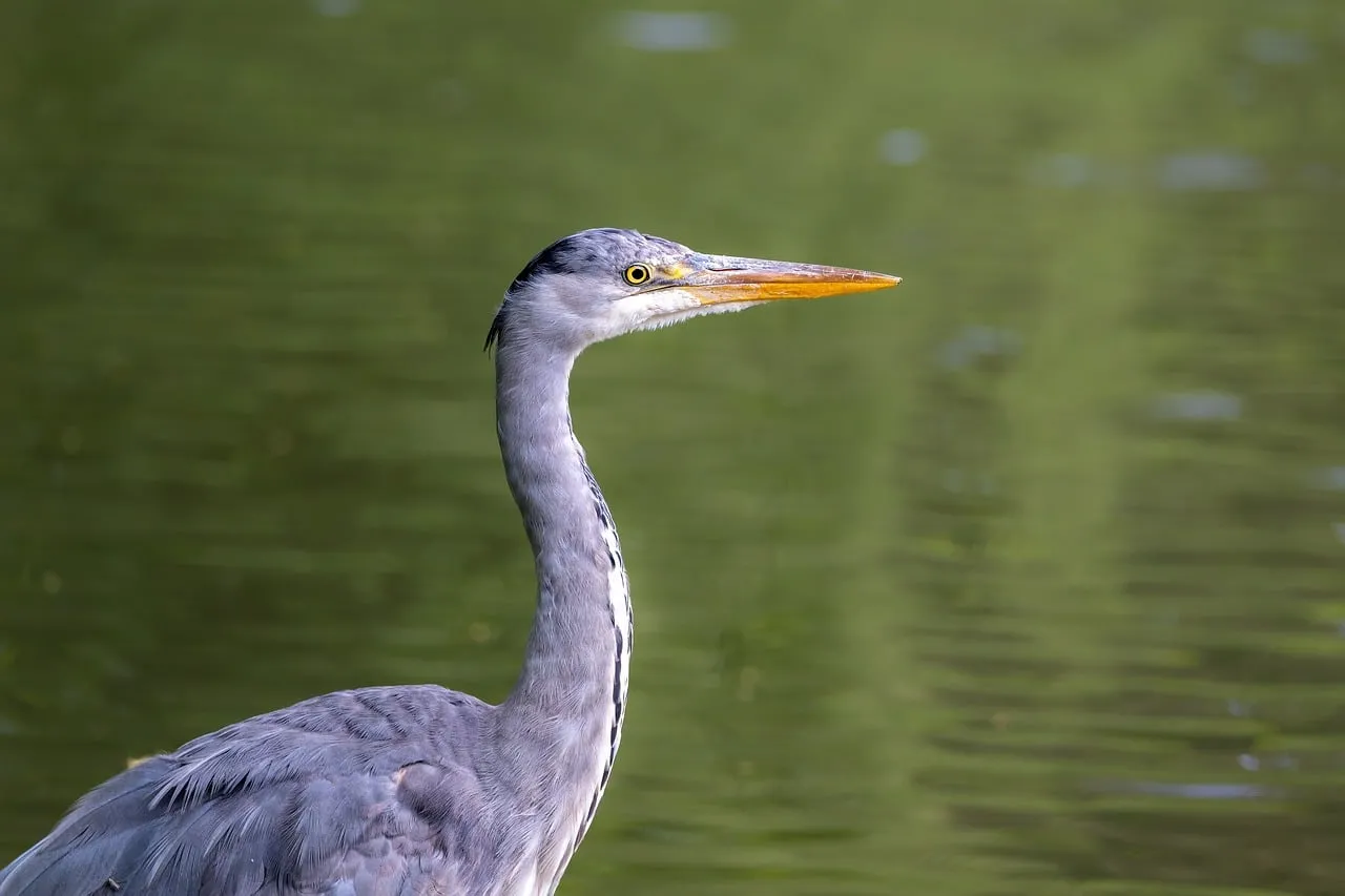 Majestic Heron: A Close-Up Wildlife Encounter