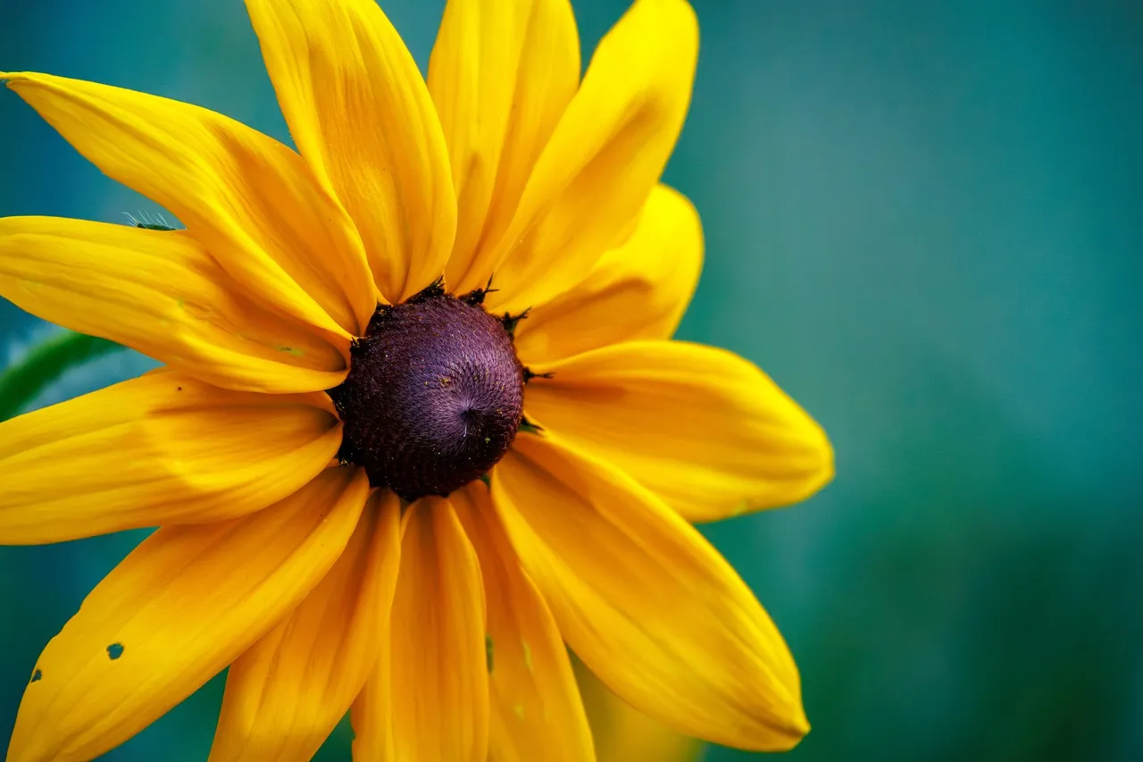 Vibrant Yellow Rudbeckia Macro: Nature's Golden Embrace