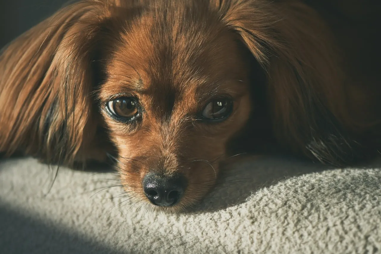 Heartbreaking Gaze: Puppy's Sad Eyes at Sunset