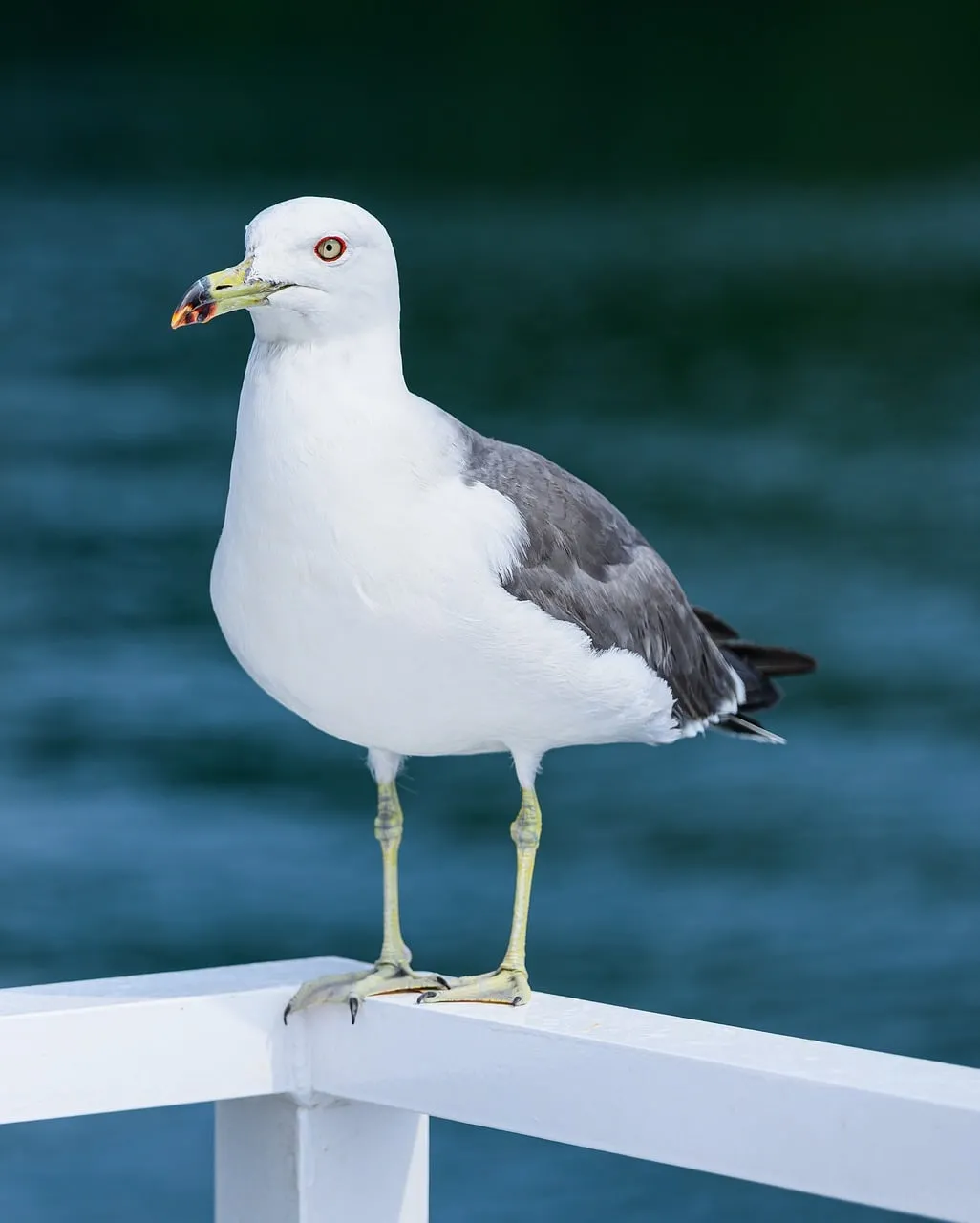 Vibrant Seabird Portrait: Majestic Gull on Coastal Railing