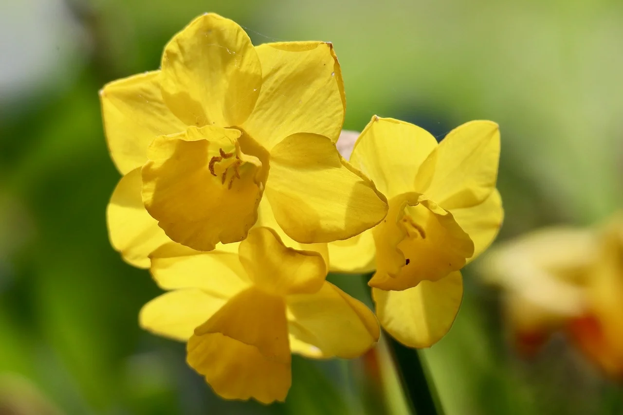 Vibrant Yellow Daffodils: Harbingers of Spring's Pure Beauty