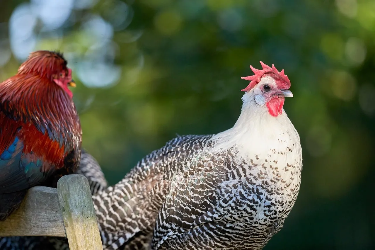 Stunning Braekel Hen: Speckled Beauty in Natural Light