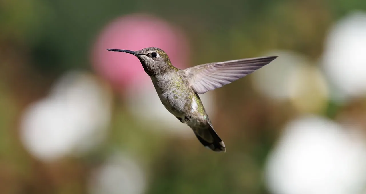 Stunning Hummingbird in Flight: Nature's Tiny Aerial Marvel