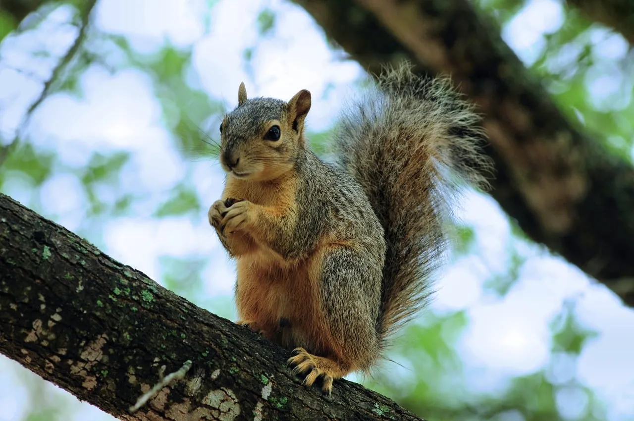 Charming Squirrel: Nature's Acrobatic Rodent on a Summer Branch