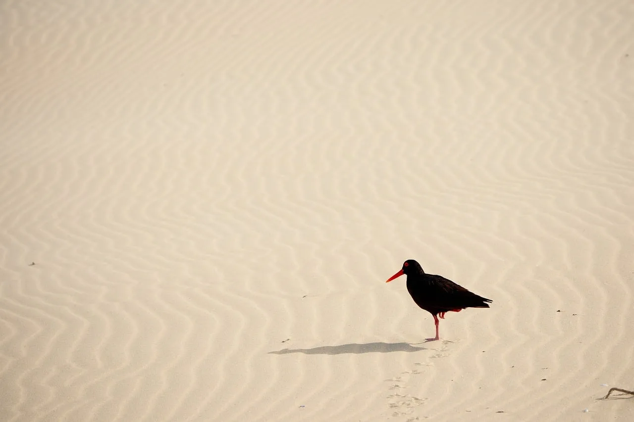 Solitary Black Oystercatcher on Wavy Dunes