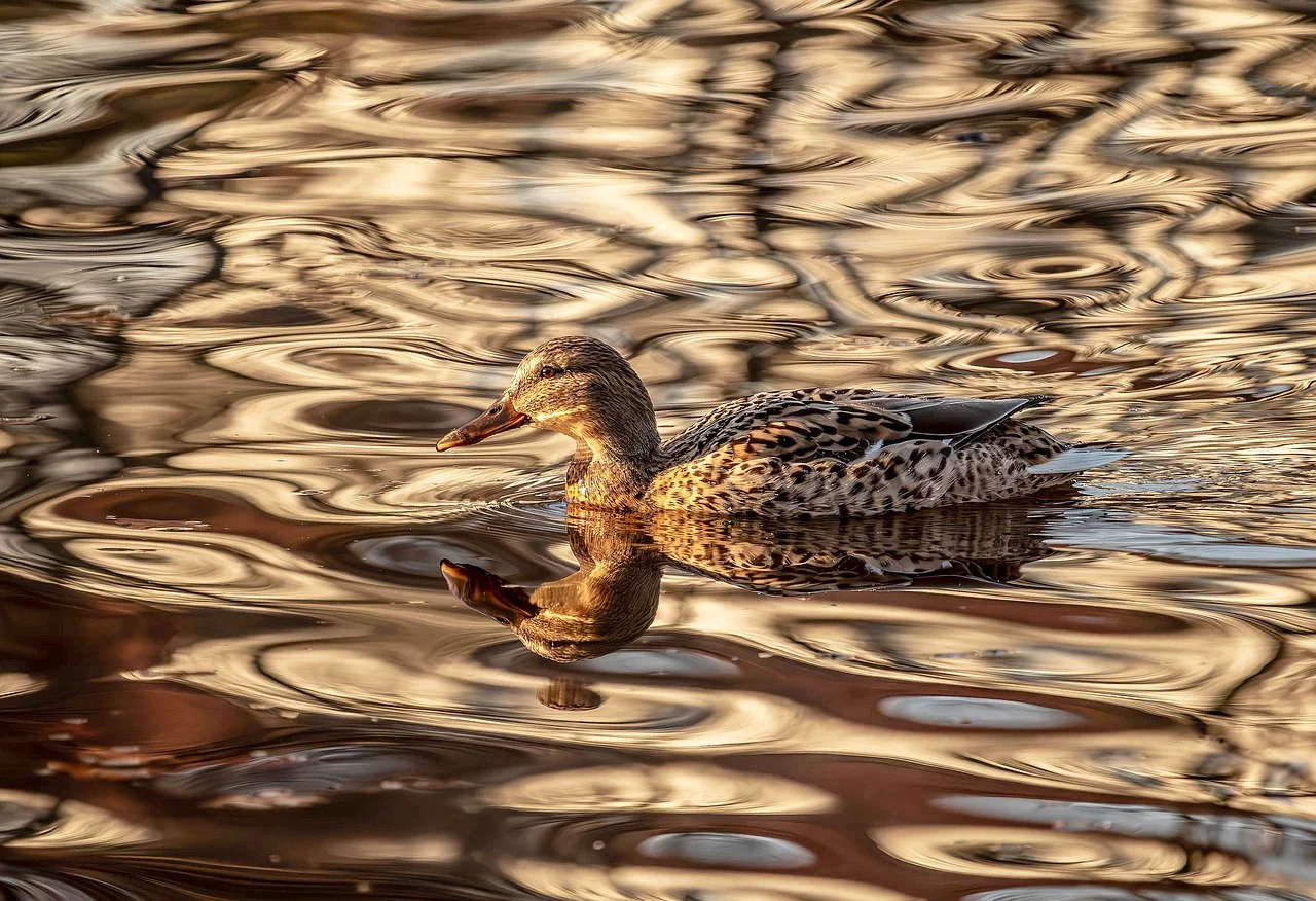Golden Hour Serenity: Wild Duck Gracefully Gliding on Reflective Waters