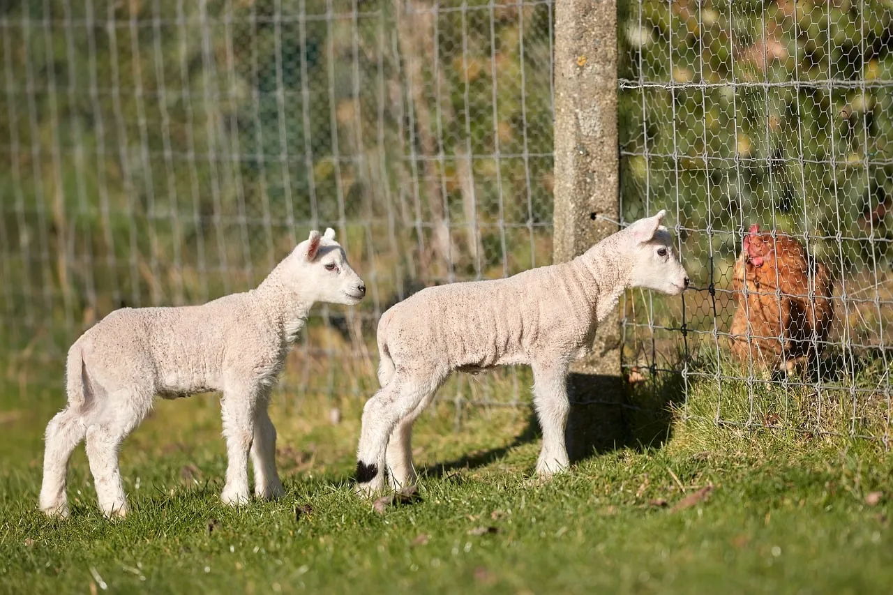 Charming Spring Encounter: Curious Lambs Meet Chicken on the Farm