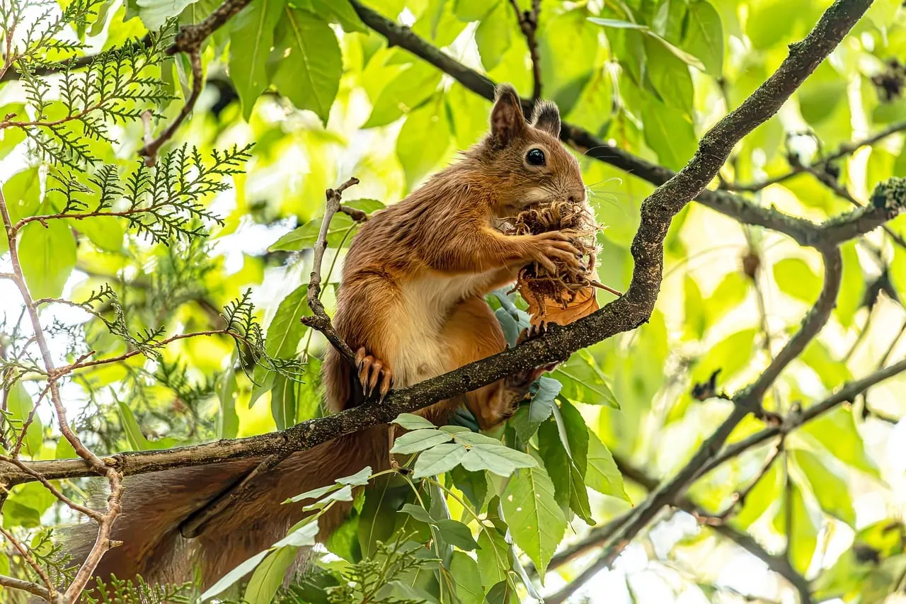 Charming Red Squirrel Delights in Forest Feast
