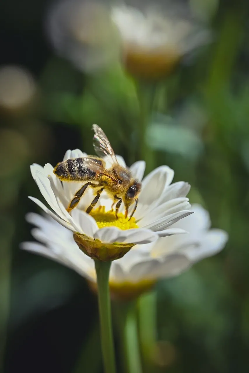 Vibrant Macro: Busy Bee Pollinating a Daisy