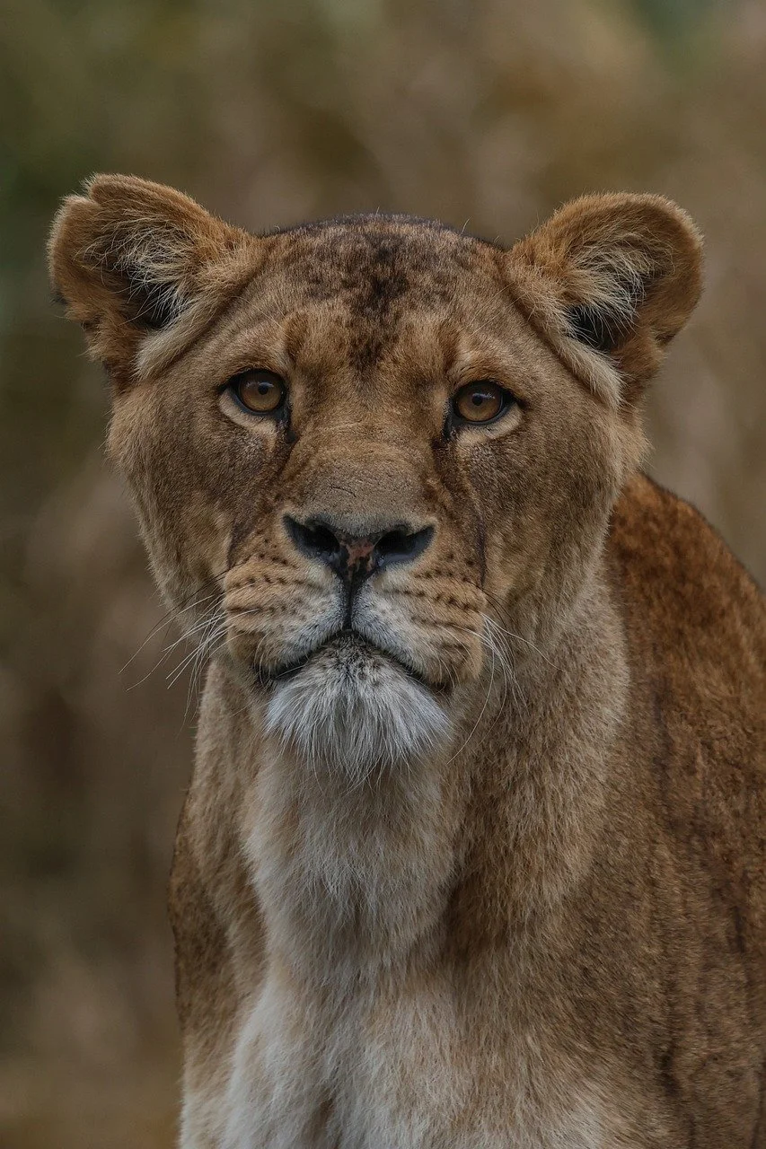 Majestic Lioness: Queen of the Savannah's Stare