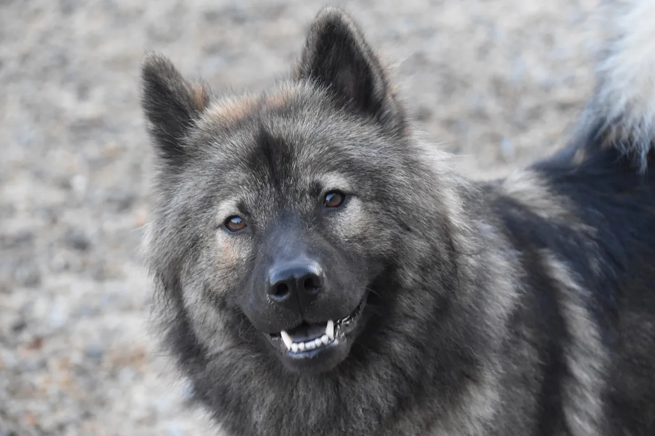 Enchanting Eurasian Dog: A Portrait of Loyal Canine Companionship