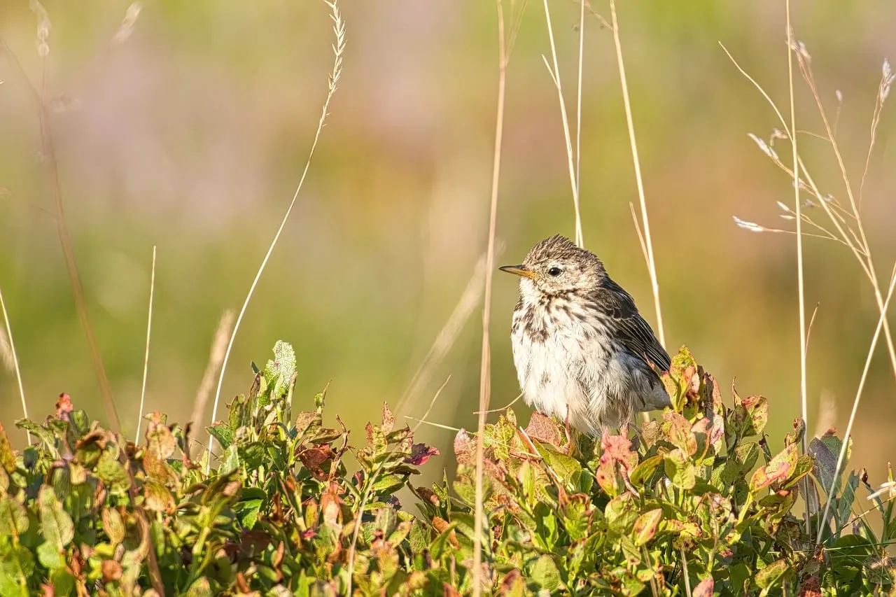 Vibrant Morning: Curious Meadow Pipit in Golden Light